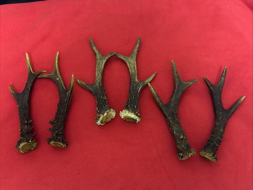 Pairs roe deer antlers - of,