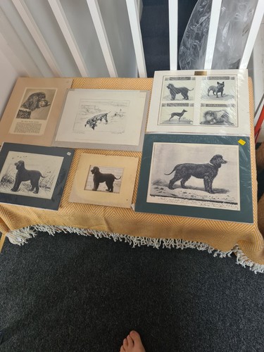 Irish water spaniel prints - irish,
