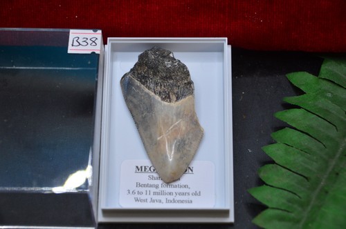 B38 genuine baby - genuine, megalodon