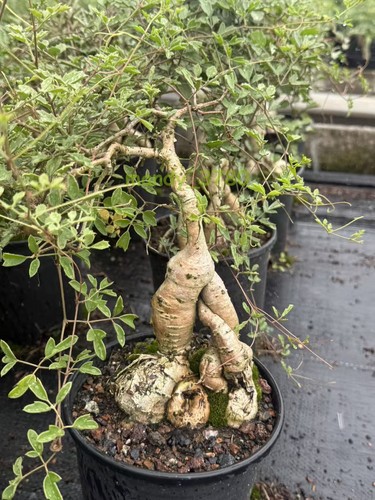 Old cyphostemma elephantopus - old,
