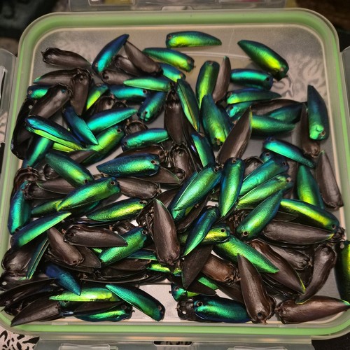 177 blue green - blue, beetle