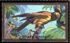 Tobacco Card, Cavanders, FOREIGN BIRDS, 1926, Golden Conure, #25