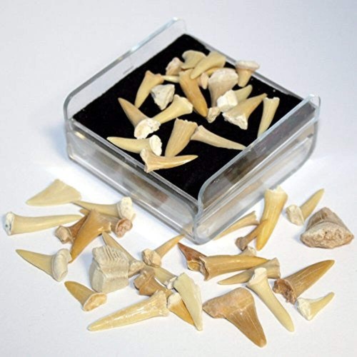 Shark tooth fossil - tooth,