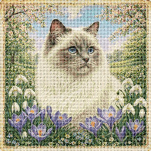 Ragdoll kitten cat - kitten, in