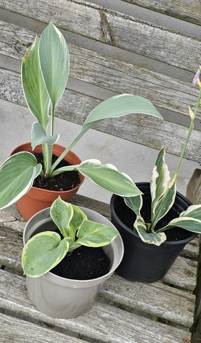 Hosta mixed perennial - 3,