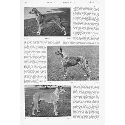 Dogs mrs horsfall great - dogs,