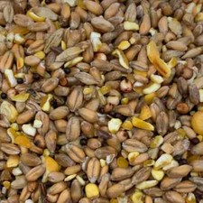 Dove food mix wild - wild, bird