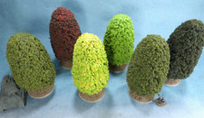 6 very large model Autumn