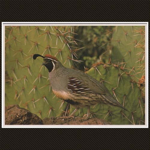 Gambel quail desert - quail,