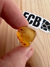 Baltic Amber With insect