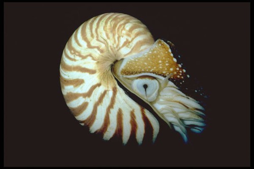 427048 the chambered nautilus - 427048,