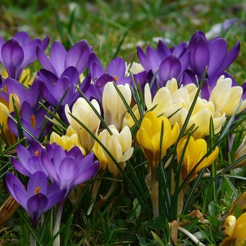 100 mixed crocus vernus - 100, *vernus