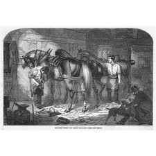 Roughing Horse Shoes for the