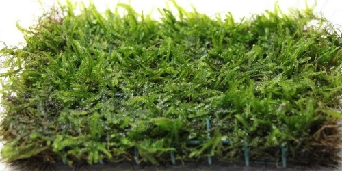 250g java moss live - 10,