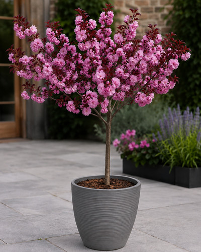 Patio royal burgundy flowering - patio,