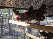 10 Barred Rock Hatching Eggs