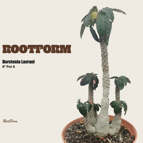 Dorstenia lavrani pot - dorstenia, 8"