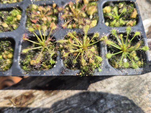 Drosera intermedia one plug - intermedia,