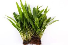 Java fern coco mat - mat,