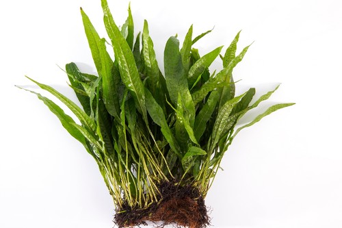 Java fern coco mat - fern,