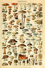 MUSHROOMS VINTAGE BOTANICAL