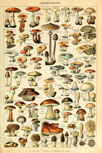 Mushrooms vintage botanical - vintage,