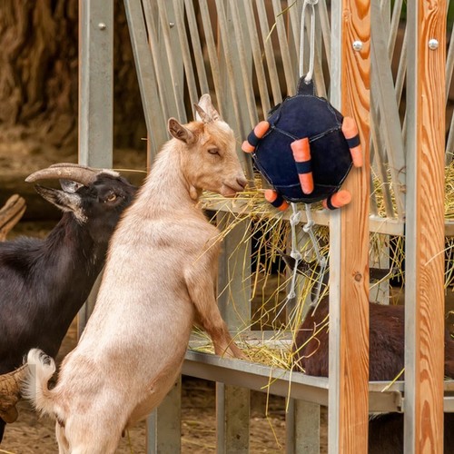 Horse carrot feeding ball - carrot,