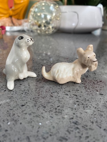 Russian lomonosov animal dog - lomonosov,