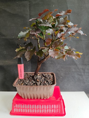 Excellent copper beech - copper,