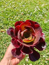 Aeonium Chanel Garnet White Pink Witch Green Witch Big Bang Meiji Rooted Plant