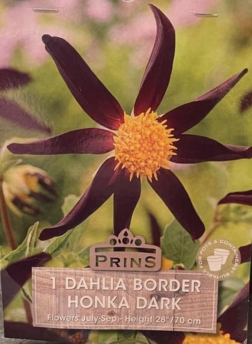 Dahlia border honka - dahlia,