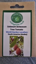 Solanum betaceum Tamarillo