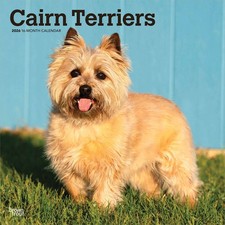 Cairn Terriers Calendar 2026 -