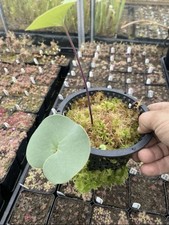 Utricularia Something Or