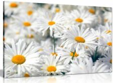 Daisys Daisy Canvas Wall Art