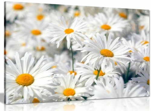 Daisys daisy canvas wall art - canvas,