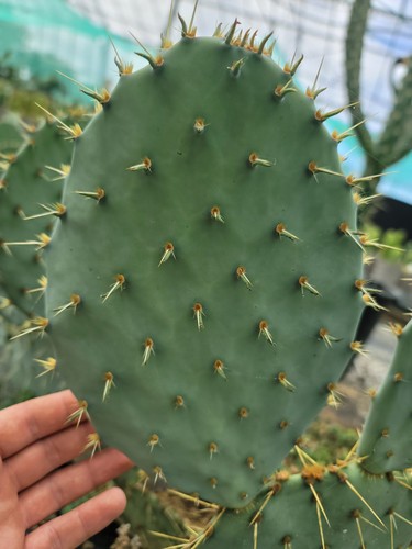 Large opuntia engelmanni - large,