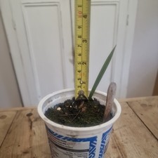 Medjool Date Palm Tree Indoor Plant in yoghurt pot 8cm UK grown