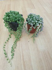 String of Pearls Bundle (Green and Variegated) Great Starter Plants In Pots