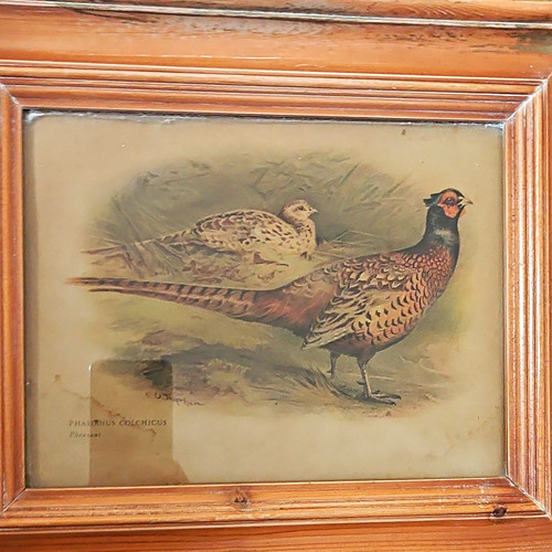 Whymper phasianus - w,