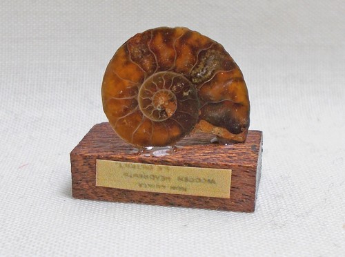 Ammonite jurassic madagascan - ammonite,