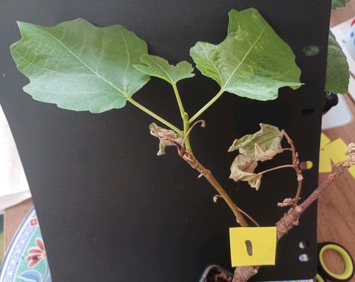 Small fig tree well - small, tree,