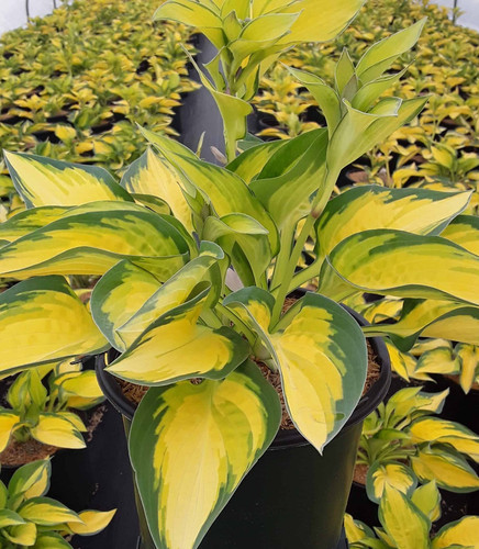 Hosta happy days deluxe - happy,