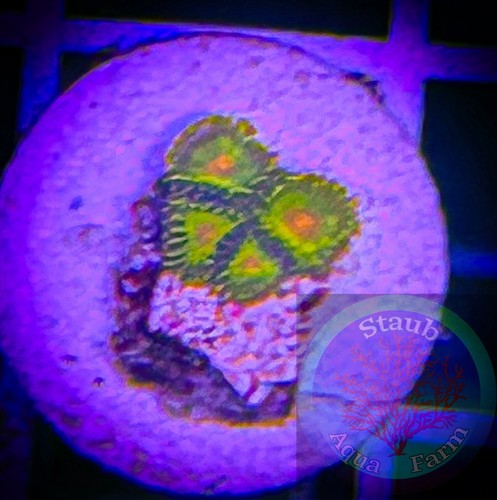 Saf wysiwyg impastas - saf~, “wysiwyg”