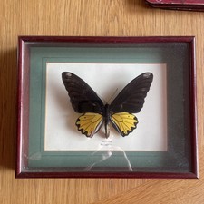 Vintage Troides Malaysia