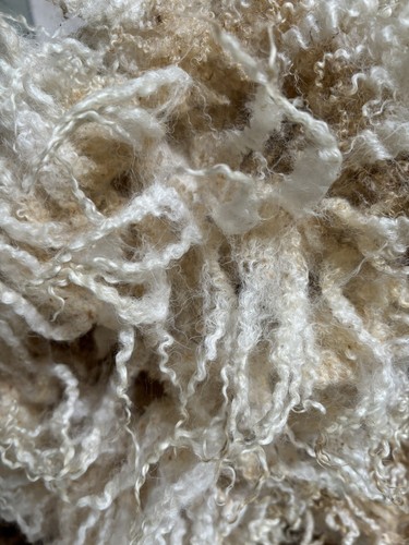 Raw sheep wool blueface - -,