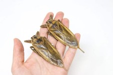 2 x Thai Giant Water Bug 3.5"