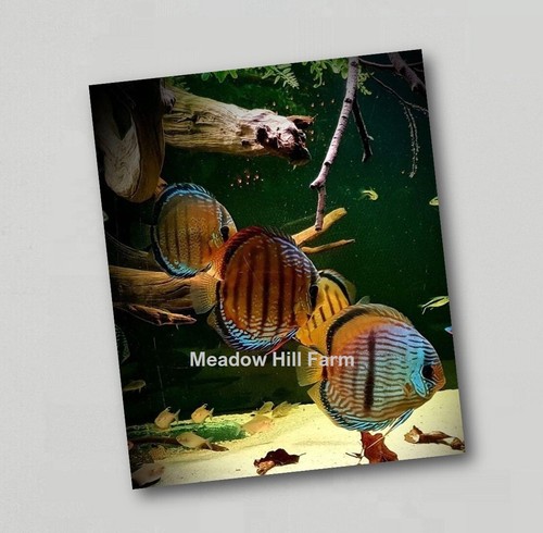 Fridge magnet tropical - fridge,