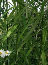 10 X 30cm long Very Hardy Fast Growing Living Willow Cuttings