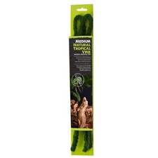 Komodo reptile tropical vine - reptile,